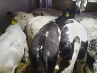 Rinder (Partie, Geschlecht nicht angegeben), Russian Black pied cattle — Foto 3