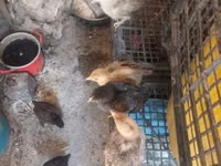 Chickens — 照片 3
