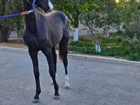 Hengst, Akhal-Teke — Foto 3
