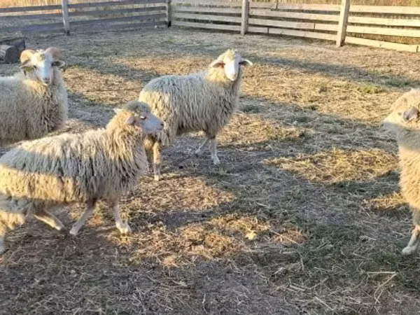 Ram, Sheep