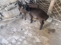 Billy Goat, Goats — photo 1