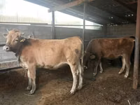 Vaca, Brown Latvian — foto 3