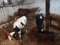 Bovinos (lote, sexo no especificado), Simmental cattle — foto 6