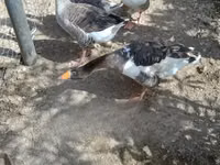 Geese — photo 1