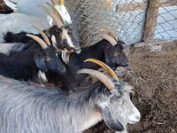 Goat, Goats — photo 6