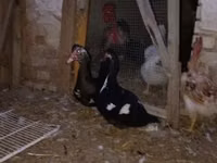 Hausente — Foto 1