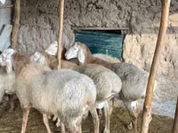 公羊, Arashan sheep — 照片 6