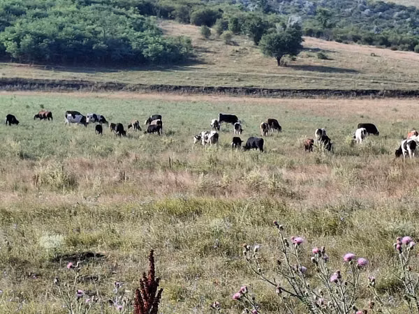 Bull, Cattle