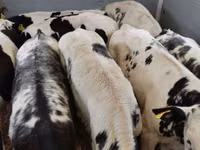 Rinder (Partie, Geschlecht nicht angegeben), Simmental cattle — Foto 4