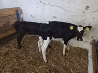 Cow, Russian Black pied cattle — photo 3