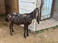 عنزة, Kamori goats — الصورة 2