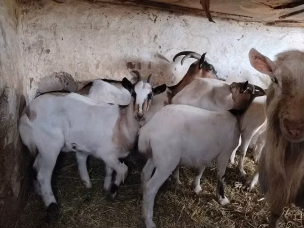 Cabra, Cabras