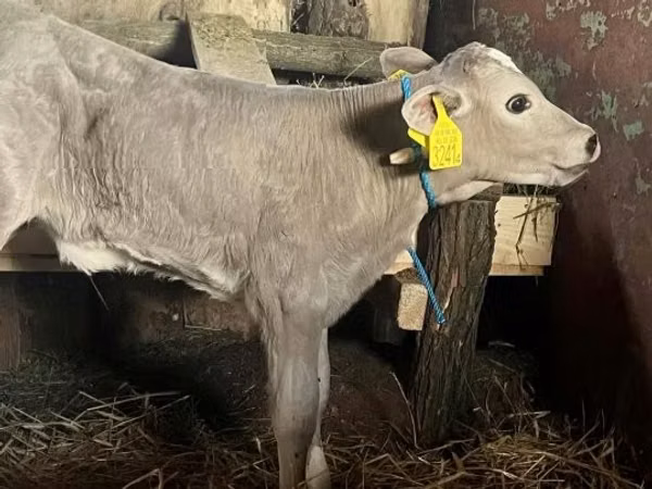 Cow, Charolais cattle