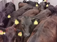 Bulle, Aberdeen-Angus — Foto 1