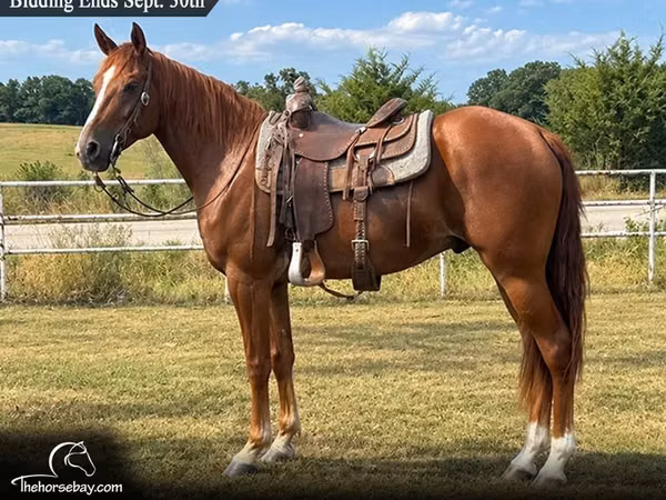 Horse (M), Missouri foxtrotter