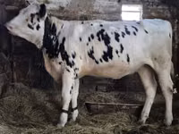 بقرة, Russian Black pied cattle — الصورة 1