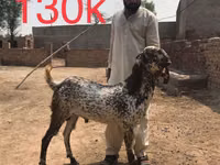 ماعز (دفعة، الجنس غير محدد), Najdi goat — الصورة 5