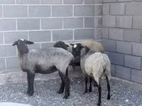 Sheep, Romanov sheep — photo 2