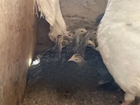 Turkeys — photo 4