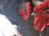 Australorp — photo 2