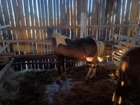 Horse (M), Horses — photo 4