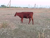 Cow, Red Steppe Cow — photo 3