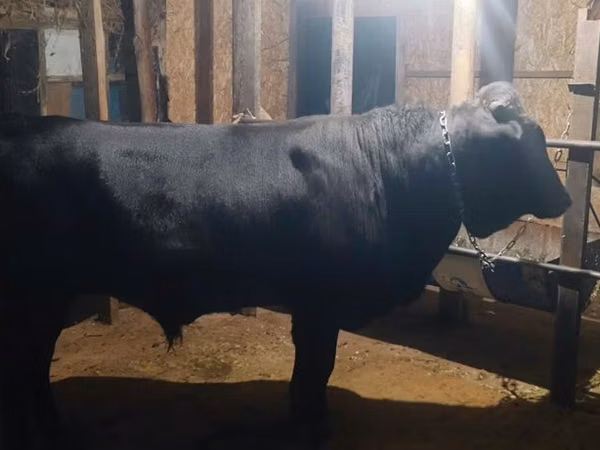 Bulle, Swiss cattle
