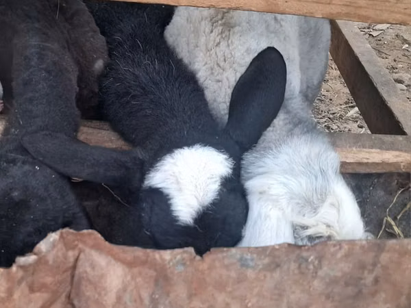 Sheep, Sheep