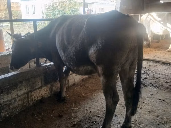 Cow, Alatau breed
