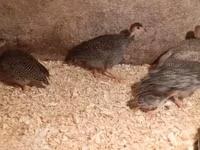 Guinea fowl — Foto 2