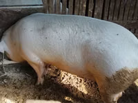 Boar — photo 2