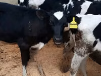 母牛, Holstein breed — 照片 1