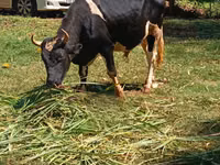 Bull, Cattle — photo 7