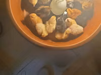 Chickens — photo 2