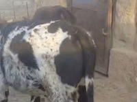 بقرة, Latvian Blue cattle — الصورة 2