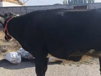 Cow, Russian Black pied cattle — photo 4