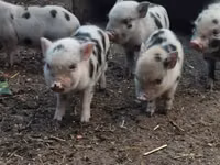 Boar, Pigs — photo 3