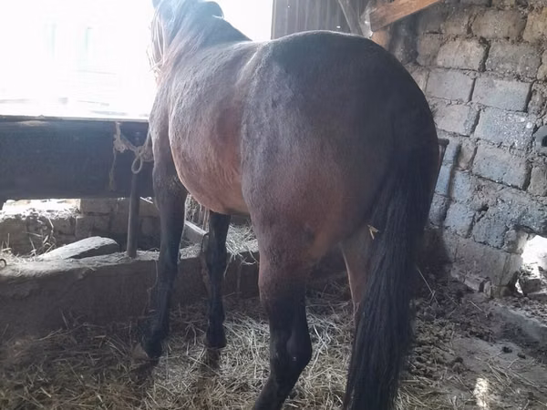 Horse (M), Horses