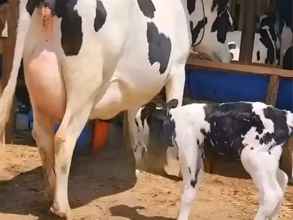 Cow, Holstein breed