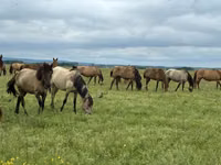 घोड़े (लॉट, लिंग निर्दिष्ट नहीं), Horse breed — फ़ोटो 1