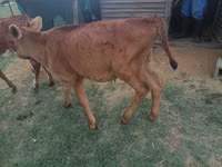 Vaca, Boran — foto 2