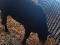 Vaca, Vaca Limousin — foto 2