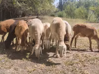 मेढ़ा, Afghan Arabi sheep — फ़ोटो 7
