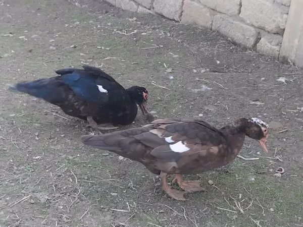 Domestic Muscovy