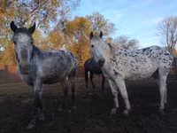 母马, Appaloosa — 照片 4