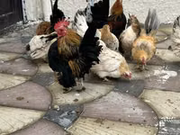 Chickens — الصورة 1