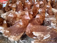 Chickens — photo 2