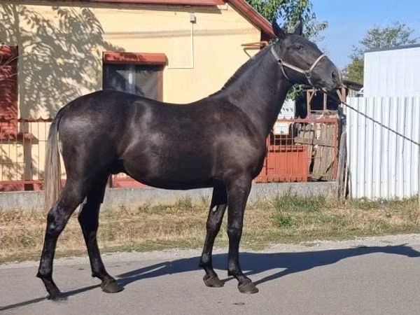 Caballo, Lipizzaner