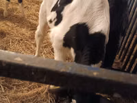 Toro, Russian Black pied cattle — foto 1