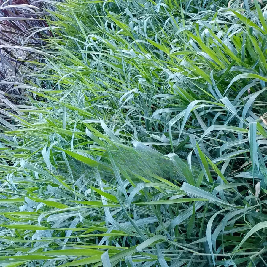 Bracharia Mullato 2